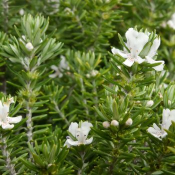 Westringia Fruticosa | Vivero Multiplant