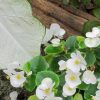 Begonia Semperflorens | Vivero Multiplant