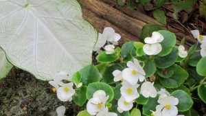 Begonia Semperflorens | Vivero Multiplant