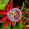 Pasiflora Roja | Vivero Multiplant