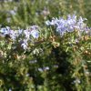 Rosmarinus Officinalis Tuscan | Vivero Multiplant