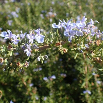 Rosmarinus Officinalis Tuscan | Vivero Multiplant
