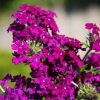 Verbena Hybrida | Multiplant Vivero