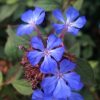 Ceratostigma willmottianum Vivero Multiplant