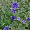 Solanum Rantonetti Variegata | Vivero Multiplant