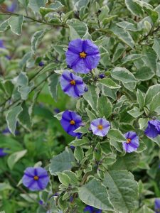 Solanum Rantonetti Variegata | Vivero Multiplant