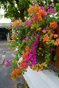 Buganvillas | Vivero Multiplant