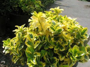 Evónimo Japónico | Vivero Multiplant