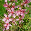 Gaura | Vivero Multiplant