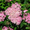 Spiraea Bumalda | Vivero Multiplant