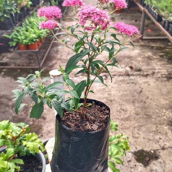 Spirea Bumalda | Vivero Multiplant