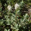 Verónica Hebe Buxifolia | Vivero Multiplant