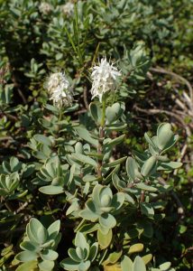 Verónica Hebe Buxifolia | Vivero Multiplant