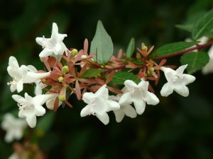 Abelia Compacta | Vivero Multiplant