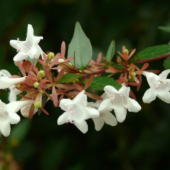 Abelia Compacta | Vivero Multiplant