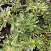 Coprosma Kiirki Verde | Vivero Multiplant