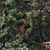 Cotoneaster Adpressa | Vivero Multiplant