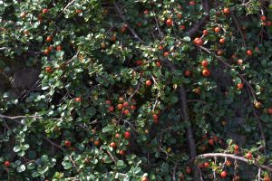 Cotoneaster Adpressa | Vivero Multiplant