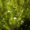 Diosma Ericoides | Vivero Multiplant