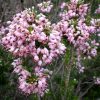 Erica de invierno | Vivero Multiplant