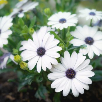 Osteospermum | Vivero Multiplant