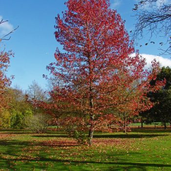 Liquidámbar | Vivero Multiplant