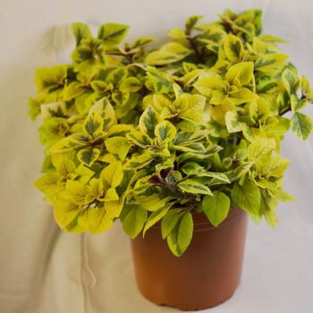 Dólar variegado mac-21