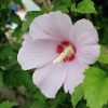 Hibiscus Syriacus Vivero Multiplant