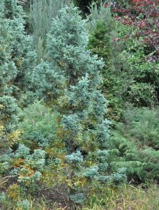 Chamaecyparis Boulevard | Viveros Multiplant