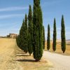 Ciprés Italiano | Pino Columnar - Viveros-Multiplant