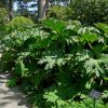 Gunnera tinctoria Vivero Multiplant