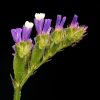 Limonium sinuatum Vivero Multiplant