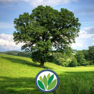 Árboles Perennes Vivero Multiplant