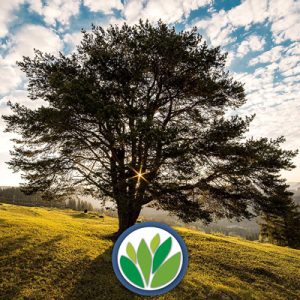 Árboles Viveros Multiplant