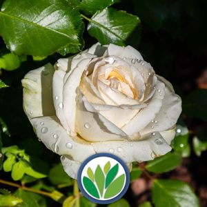 Arbusto Caduco Viveros Multiplant