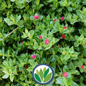 Arbustos Perennes Viveros Multiplant