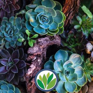 Arreglos Suculentas Viveros Multiplant