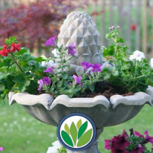 Arreglos de Plantas Premium Viveros Multiplant