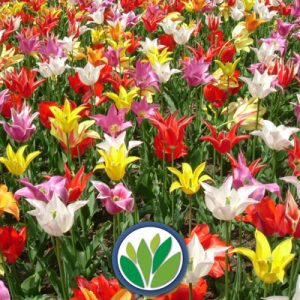 Bulbosas Viveros Multiplant