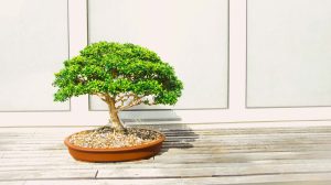 Bonsai Vivero Multiplant