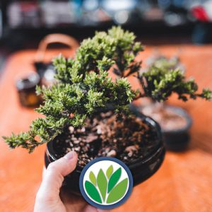 Bonsai Viveros Multiplant