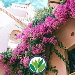 Bougainvilleas Viveros Multiplant