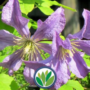 Clematis Viveros Multiplant