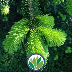 Coníferas Viveros Multiplant