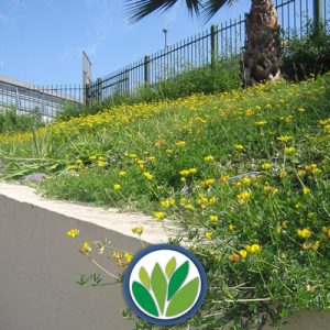 Cubresuelos Vivero Multiplant