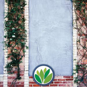 Enredaderas Vivero Multiplant