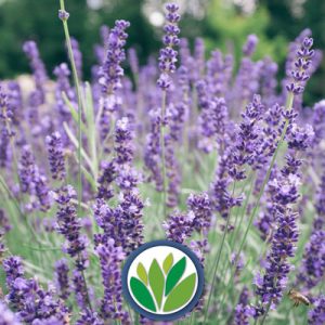 Florales Perennes Viveros Multiplant