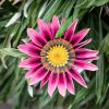 Gazania Viveros Multiplant