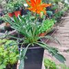 Gazania mac 11 x 11 | Vivero Multiplant