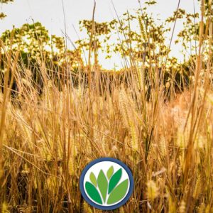 Gramíneas Viveros Multiplant